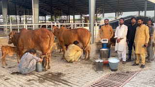 Full Milking of Super Sahiwal Cows at Sheikh Ismail Dairy Farm [upl. by Sublett]