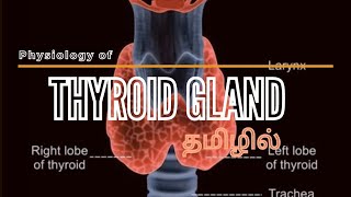 THYROID GLAND IN TAMIL  DEFINITION HORMONES SYNTHESIS STORAGE TRANSPORT  REGULATIONFUNCTIONS [upl. by Norval]