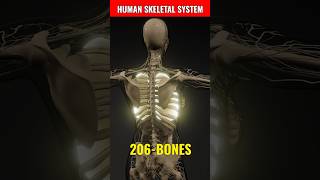 Human Skeletal System  Skeletal System🩻🦴 shorts biology magnetbrains [upl. by Odnuges]