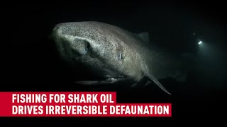 One in seven deepwater sharks and rays at risk of extinction [upl. by Aneet]