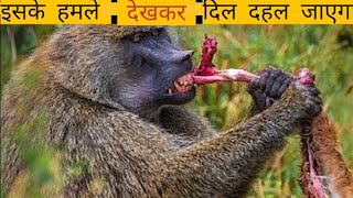 बबून के सबसे खतरनाक हमलेVery Dangerous Attacks Of Baboonwildyoutubevideotrending viralvideo [upl. by Inalial971]