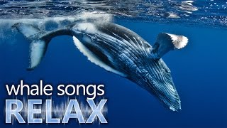 Humpback Whale songs of the ocean deep sleep music relaxationholistic hypno [upl. by Ivets]