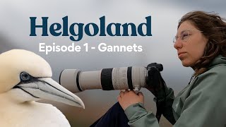 Bird Photography on Helgoland Northern Gannets [upl. by Urania]