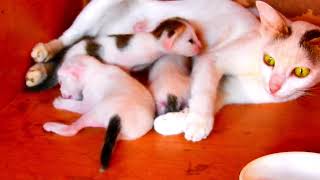 lovely newborn babies cat in the world 81 [upl. by Oidualc]