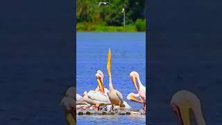 שקנאי מפהק  A yawning pelican [upl. by Yorgerg]