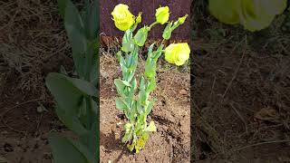 Посадили эустому😍😍😍 I planted eustoma😍😍😍 [upl. by Kcoj541]