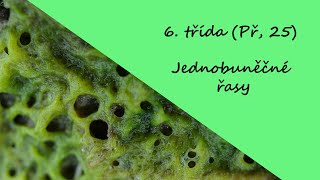 6 třída Př 25  Jednobunečné řasy [upl. by Ahlgren815]