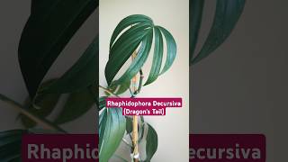 Plant  3 Rhaphidophora Decursiva Dragons tail houseplants shorts planttour [upl. by Eyssej]