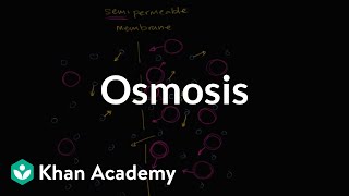 Osmosis  Membranes and transport  Biology  Khan Academy [upl. by Besnard]