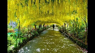 Top 10 Most Beautiful Tree Tunnels in world 2018 [upl. by Terena]