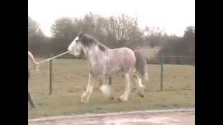 Beautiful Gypsy Stallions of SD Farm in England [upl. by Giliane702]