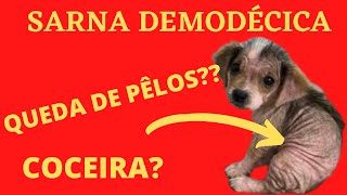 SARNA DEMODÉCICA Veterinária explica tudo [upl. by Ottavia83]