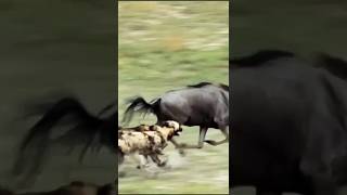 quotRelentless African Wild Dogs vs Wildebeest Shocking Hunt Caught on Cameraquot [upl. by Otrebliw26]