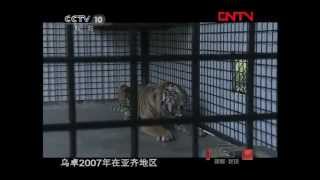 CCTV 10 Rescue Sumatran Tiger with Tomy Winata at Tambling Wildlife Nature Conservation [upl. by Lafleur872]