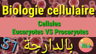 DIFFÉRENCE entre cellules procaryotes et cellules eucaryotes [upl. by Maram]