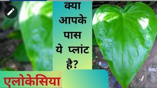 71 Elephant Ear  Alocasia Cucullata  एलोकेसिया क्यूकुलाटा  Buddha Palm  हाथी के कान जैसा पौधा [upl. by Herminia]