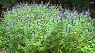 How to Grow Anise Hyssop [upl. by Valleau331]