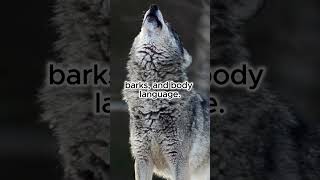 Lone Wolf vs The Pack Who Wins facts shorts viralshorts [upl. by Belva]