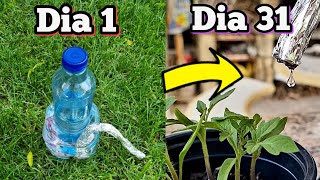 OLVIDA REGAR TUS PLANTAS  DE 1 MES Sistema de Riego por GOTEO casero regulable Ideal vacaciones [upl. by Druce]