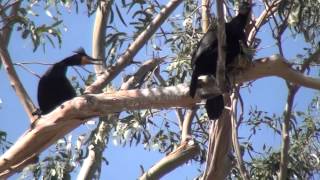 Double crested cormorant [upl. by Nosyk]