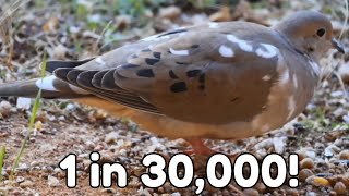 Rare Leucistic Mourning Dove A One in 30000 Phenomenon [upl. by Dede]