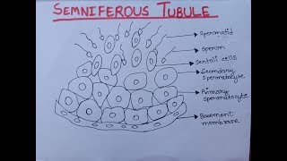 Semniferous Tubule  Diagram of Semniferous Tubule Well Labelled  Class 12 [upl. by Fleming]