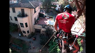 abbattimento controllato grande pino firenze treeclimbing 2022 [upl. by Charron]