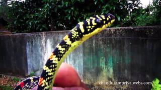 Malsara  Snake  Chrysopelea ornata 20180210 [upl. by Deena]