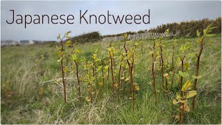 Japanese Knotweed Identification and Edibility [upl. by Paugh]