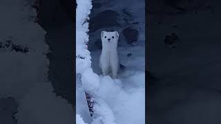 Ermine Frolicking in the Snow [upl. by Ocram]