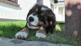 Bernese Mountain Dog Puppy  Berner Sennenhund Welpe Hermann vom Hexenturm Fotoalbum Nr1 [upl. by Perce]