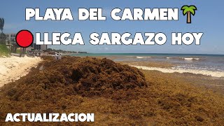 PLAYA DEL CARMEN AL MOMENTO🔴SARGAZO EXCESIVO⚠️PLAYAS HOY 9 MAYO 2023 [upl. by Melgar]