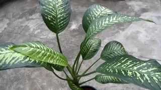 Dieffenbachia or Dumb Cane in closeup detail [upl. by Stoneham307]