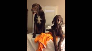 Howling Hounds    so hysterical [upl. by Oemac]