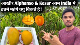 आखीर Alphanso amp Kesar आम India मे इतने महंगे क्यु बिकते है [upl. by Midan]