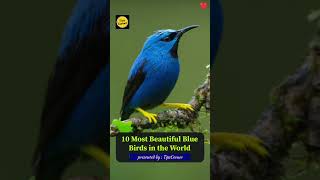 Know Most Beautiful Blue Birds In The World [upl. by Lewak]