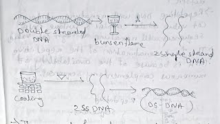 Molecular biology Nucleic acidsDNA Replication and Repair Paper 11unit 1 Semester 5 [upl. by Ellis]