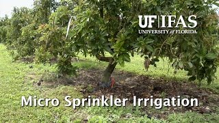 Micro Sprinkler Irrigation [upl. by Kcirej]