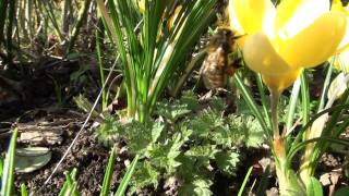 Abeille mettant du pollen en pelote [upl. by Dunston321]