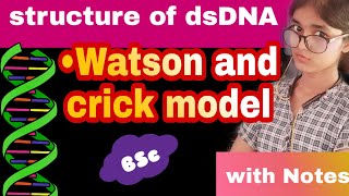 Structure of dsDNA molecule DNA double helix  Watson and crick model [upl. by Hanako]