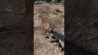 Dimetrodon is perhaps the cruelest dinosaur 🦖 Jurassic World Evolution 2 [upl. by Alberic]