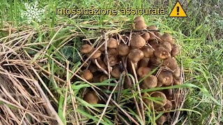 I Chiodini🍄le gelate❄️ ⚠️INTOSSICAZIONE⚠️assicurata 🍄❄️🍄❄️🍄❄️ [upl. by Kalvin]