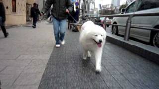 お出かけワホーい♪サモエドクローカ（samoyed kloka） [upl. by Nylyaj169]