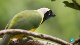 Colombia salvaje La Serranía de la Macarena un tesoro escondido de la naturaleza [upl. by Dugan762]