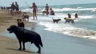 Pudelwohl Strand nur für Hunde in Italien [upl. by Washko]