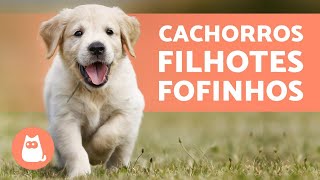 FILHOTES DE CACHORRO  TOP VÍDEOS para amar muito [upl. by Farrison]