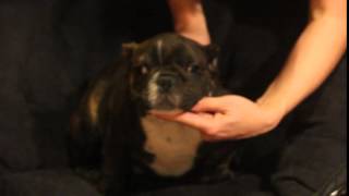 toadagi x baby girl male pup 4 months vid 2 [upl. by Yracaz394]