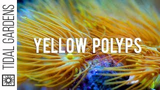 Yellow Parazoanthus Polyps Coral Care Tips [upl. by Conner]