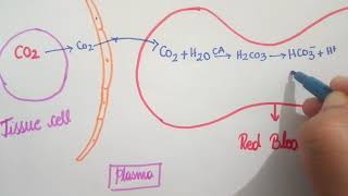 Chloride Shift  Respiration  11th CBSE  NEET  KVPY  NSEB [upl. by Rhiana]