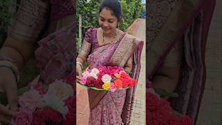 Roses harvesting గులాబీలు roses mygarden harvesting shortvideo ytshorts gardening flower [upl. by Mellicent]